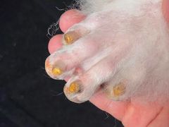 -宠物梦想家(日月豪庭店)