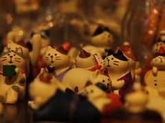 -猫咪博物馆(顶澳仔猫街店)