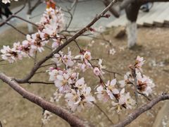 -桃花堤公园