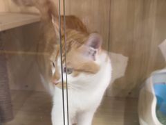 -废柴猫桌游概念馆(王府井喜悦购物中心店)