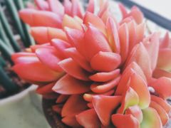 -金科花卉市场