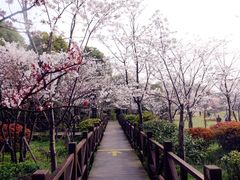 -顾村公园