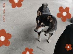 -柴犬高等学院·狗咖·柴犬售卖·宠物训练