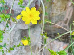 -泰州凤城河风景区-泰山公园
