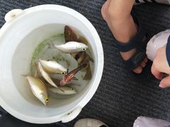 -鸿港海鲜批发市场