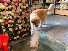 -百好乐宠物友好餐厅(朝外大街店)