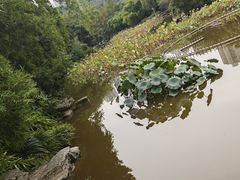 -龙头寺公园