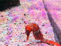 -暹罗海洋世界