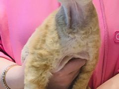 -momokira米努特·德文卷毛猫·棉花面纱犬