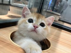 -袖虎·猫馆(体育西路店)