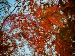 -白水寺森林公园
