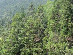 -玉苍山国家森林公园