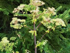 -五营红松林海景区