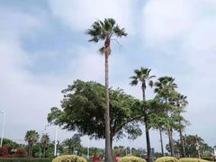 -椰风寨