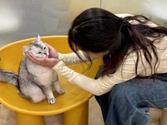 -有喵·猫咖·狗咖·30几只猫10只小狗(岗厦店)