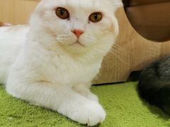 -猫和宫(六道口店)