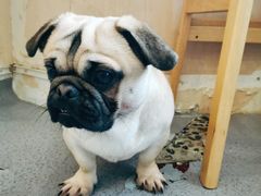 -喜柴咖啡·柴犬狗咖
