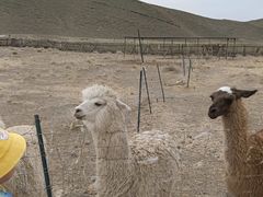 -新疆天山野生动物园