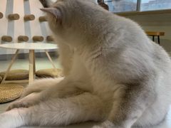 -Heymao猫咖.咖啡厅(东门店)