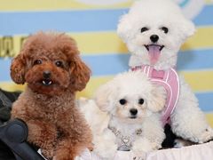 -帕帕拉兹宠物(亚洲旗舰店)