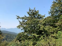 -阿里山神木遗迹