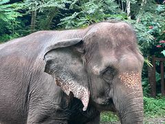 -西双版纳原始森林公园