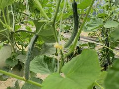 -庞各庄翠芳园西瓜蔬菜基地采摘园