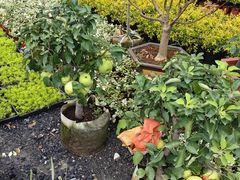 -龙大花卉苗木市场