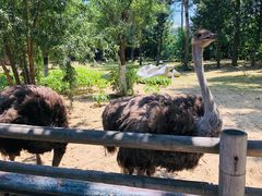 -大连森林动物园