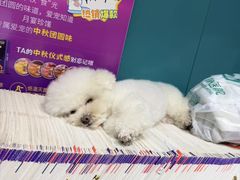 -心仪动物医院·牙专科·肿瘤·心脏科(西客站院)