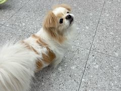 -四月宠物医院·猫专科·心脏专科·内科(转塘店)