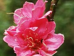 -桃花涧
