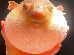 河豚宝宝-永安鱼庄·镇江菜(东吴路店)