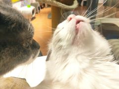 -猫冇咖·家门口的撸猫馆(大融城店)