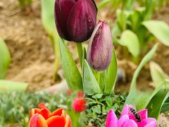 -北京国际鲜花港