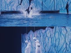-海合安成都极地海洋公园