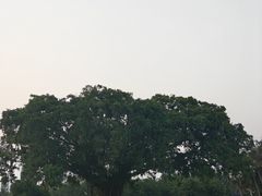 -万绿园