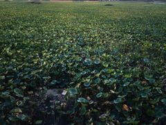 -天津东丽湖风景区