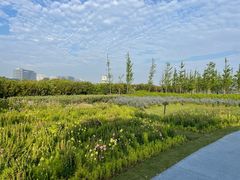 -春花秋色城市公园