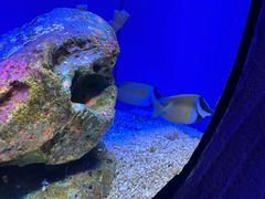 -上海海洋水族馆