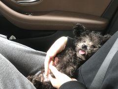 -翊宠yipet猫狗购宠庄园犬舍•猫舍