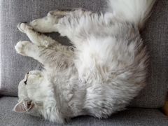 -喵园·猫主题咖啡厅·撸猫·猫咖(国贸店)