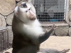 -黔灵山公园