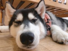 -Husky Go! 哈士奇体验馆·宠物咖啡厅狗咖