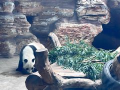 -石家庄市动物园