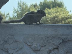 -清东陵
