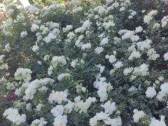 -人民公园(罗湖区)