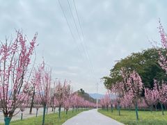 -桂花寨(北碚二店)