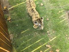 -西霞口神雕山野生动物世界