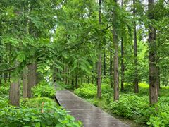 -黄海国家森林公园